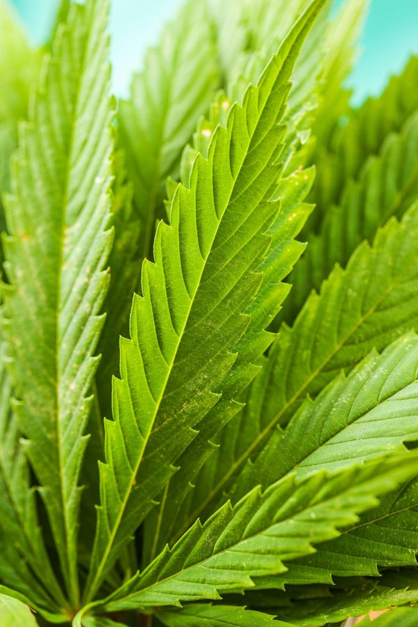 Le cbd : une alternative au thc pour une relaxation légale