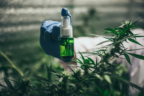 Les concentrés de cbd : guide complet à connaître